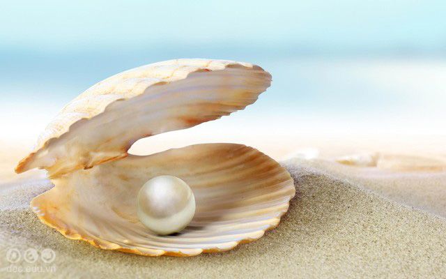 Từ điển thuật ngữ thời trangngọc trai